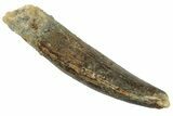 Fossil Sauropod Dinosaur (Rebbachisaurus) Tooth - Morocco #238723-1